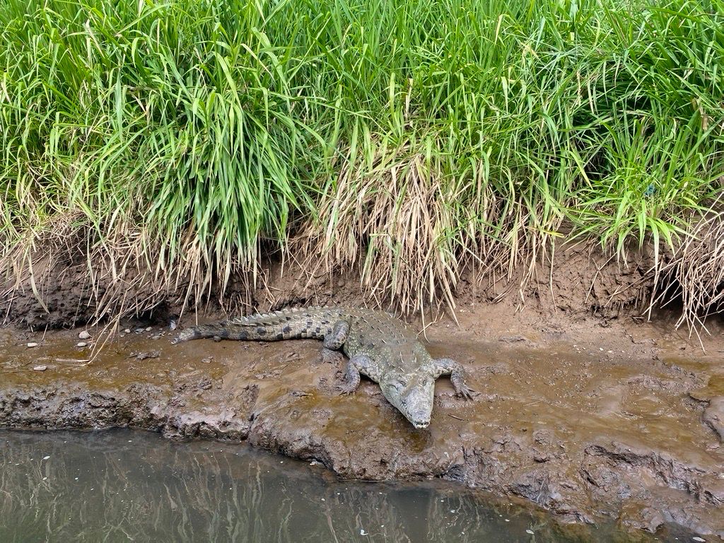 Ein Krokodil auf der Tour in Costa Rica.