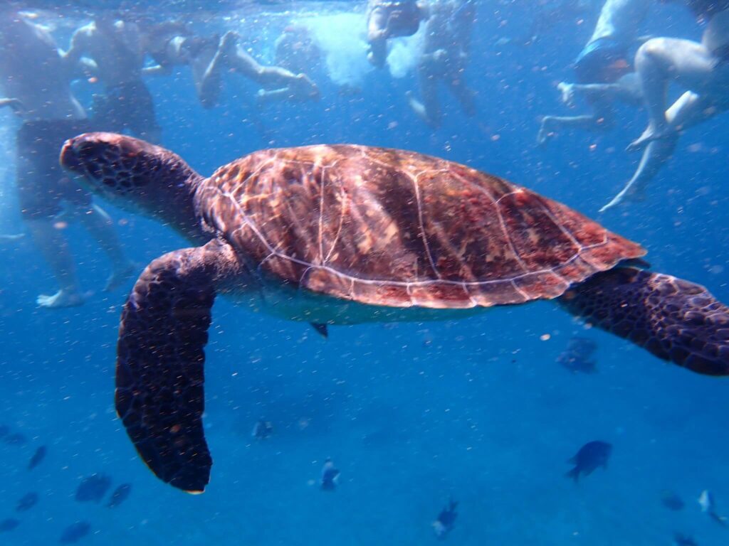 Sea turtle, Swimming, Summertime
