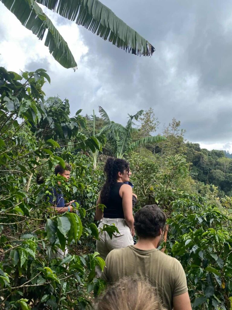 Our first day at the Coffee Farm